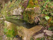 Festa di fiori sui sentieri per il Monte Ubione-6 marzo 2026-FOTOGALLERY